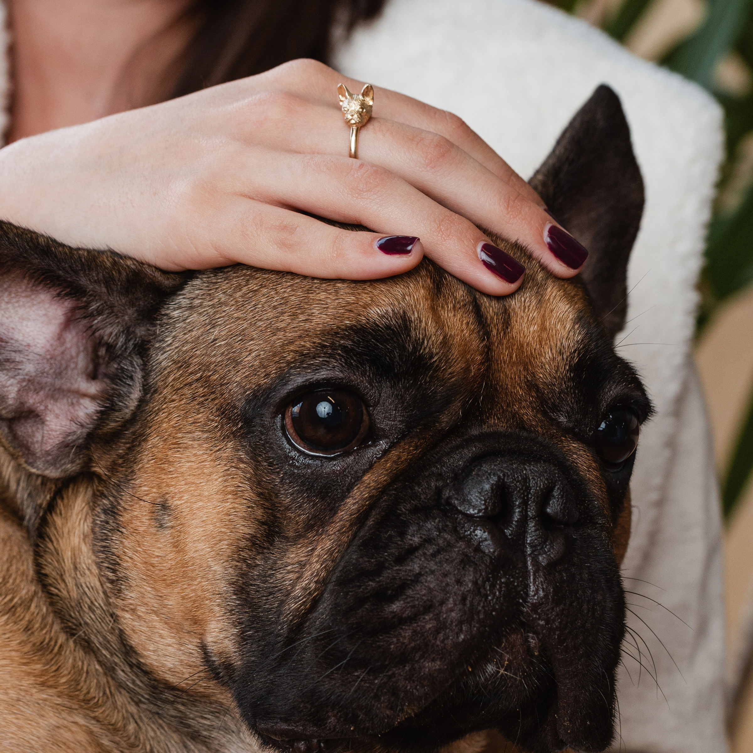 French bulldog shop ring